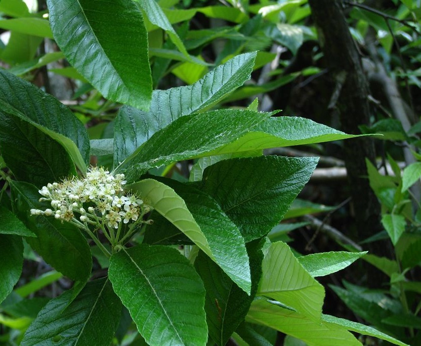 石灰花楸